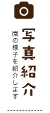 写真紹介